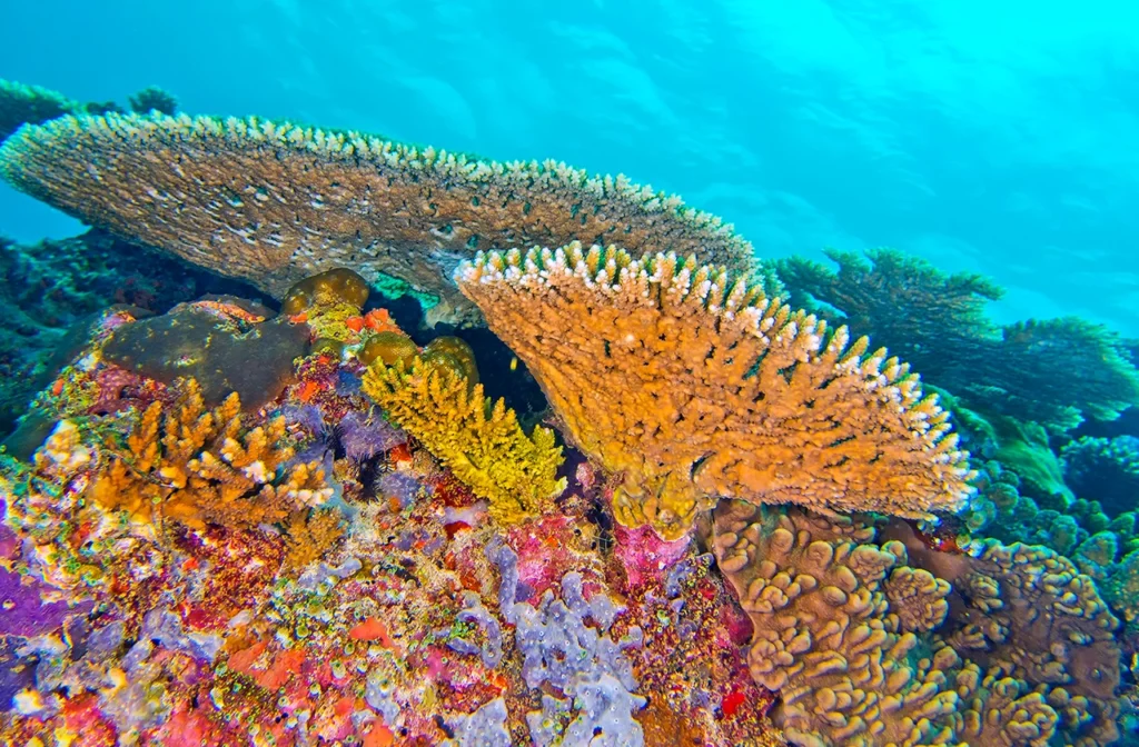 Coral Bleaching and the Slow Decline of the Great Barrier Reef