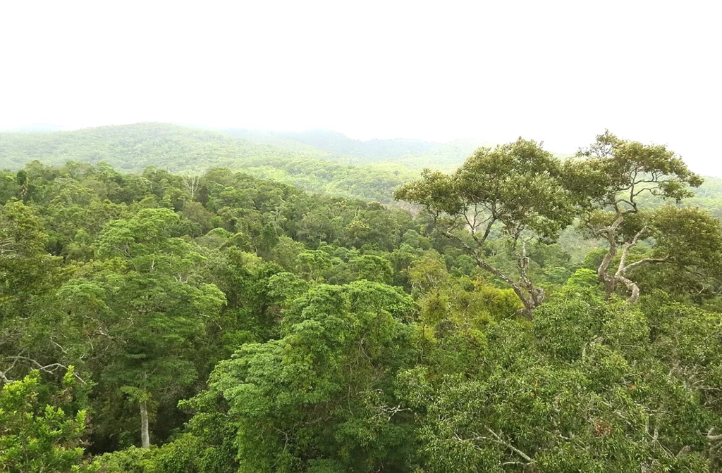 Daintree Rainforest Queensland