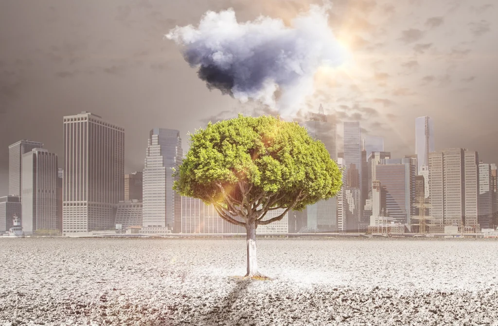 Destruction Deforestation