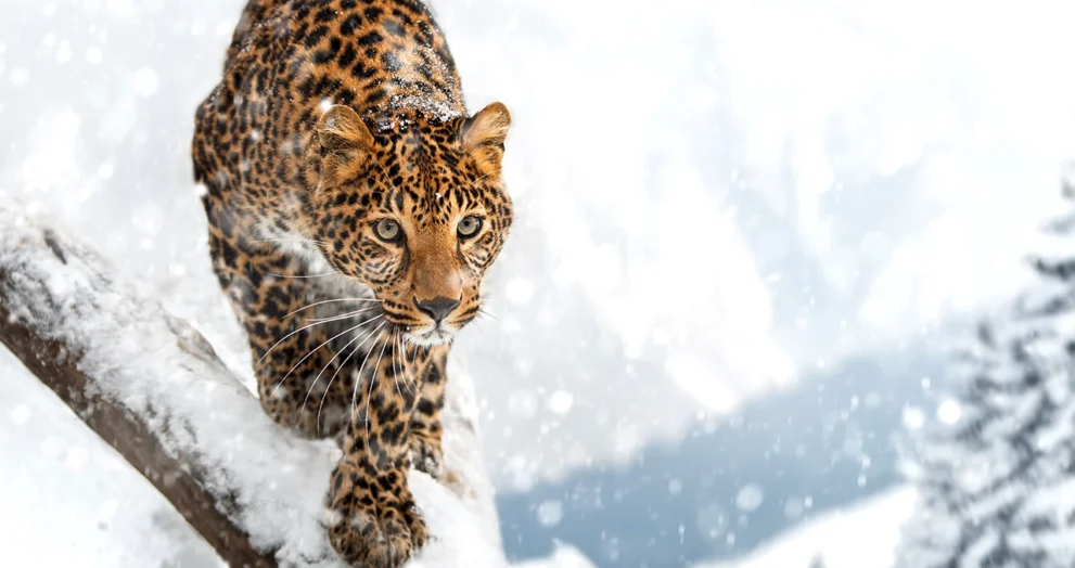 The Amur Leopard