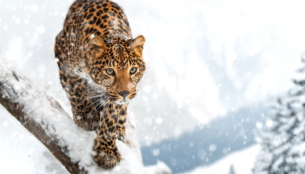 The Amur Leopard