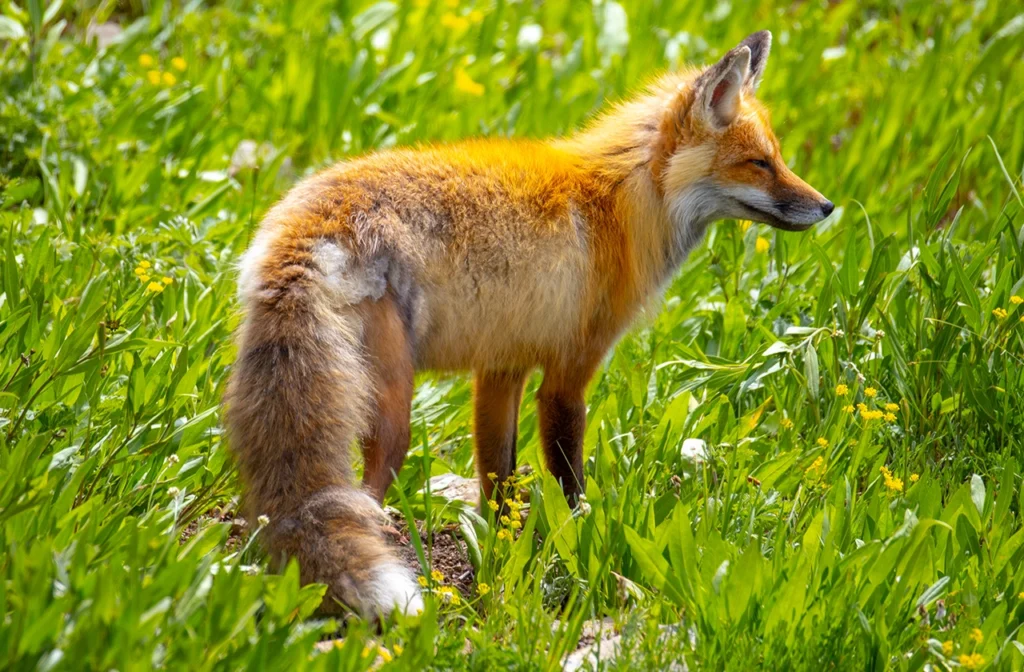 red fox