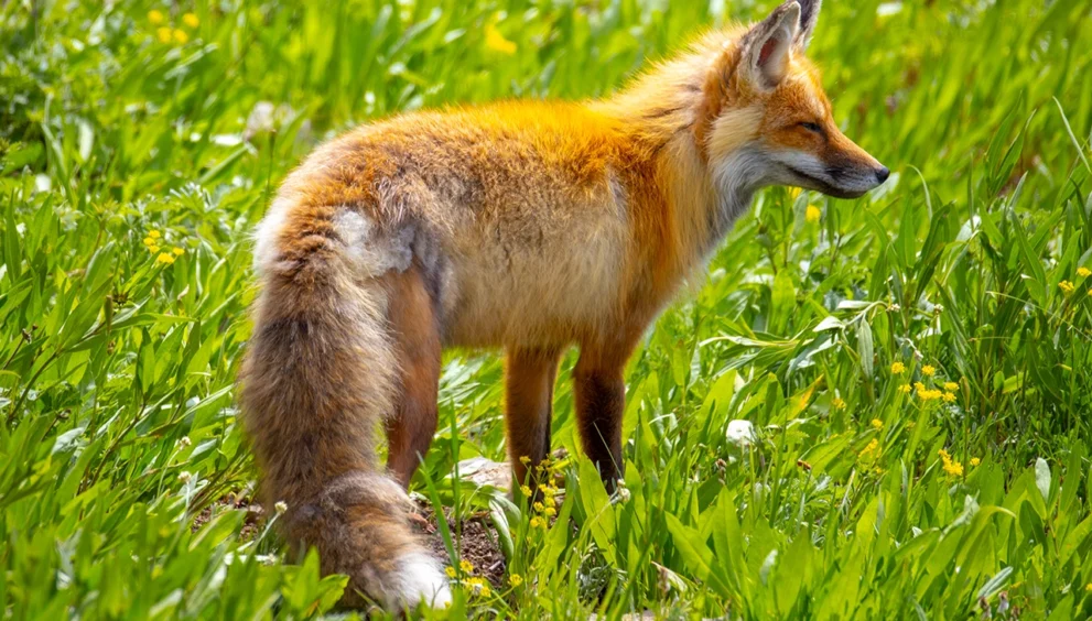 red fox