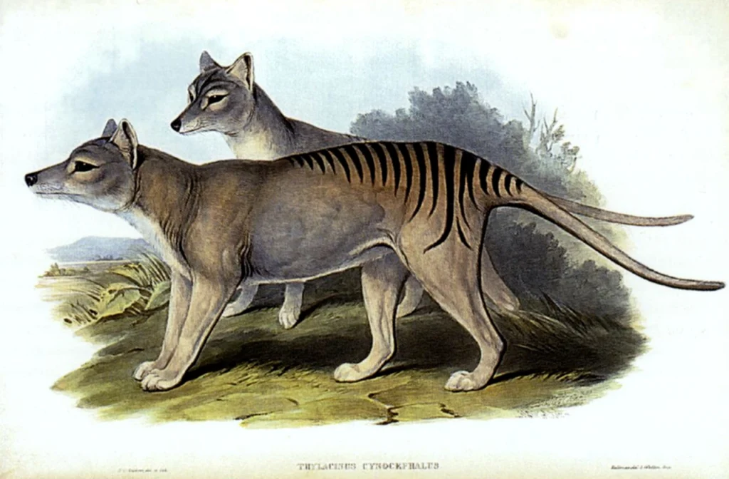 the thylacine tasmanian tiger tasmanian wolf