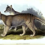 The Red Fox and Its Remarkable Adaptation to a Changing World