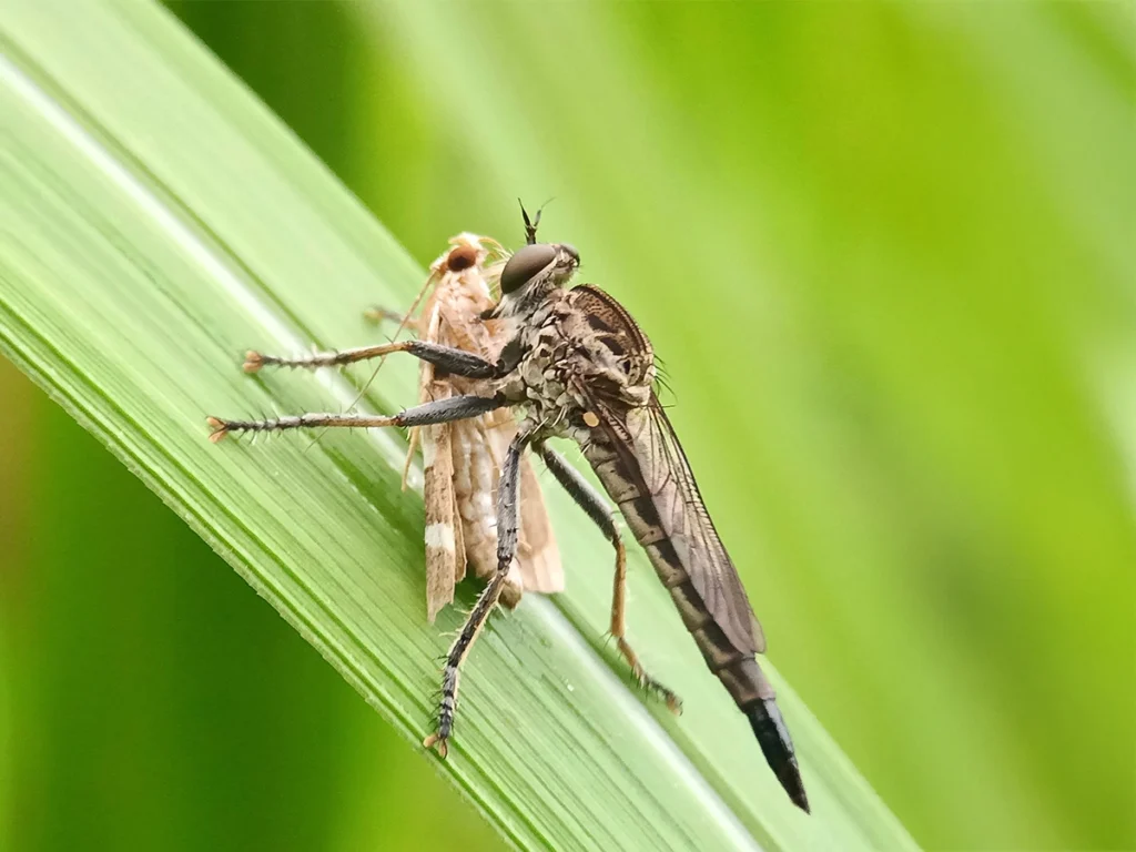 Tsetse Fly