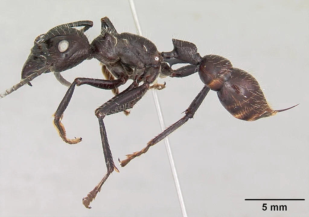Bullet ant