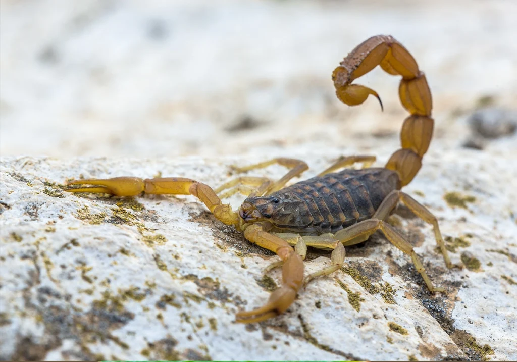 Common Yellow Scorpion