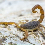 10 Dangerous Wild Insects You Should Never Underestimate