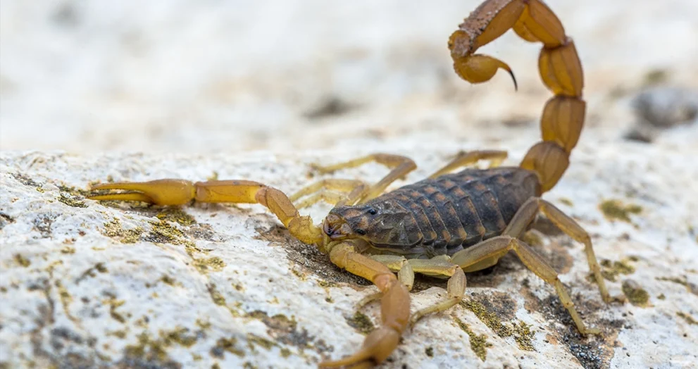 Common Yellow Scorpion