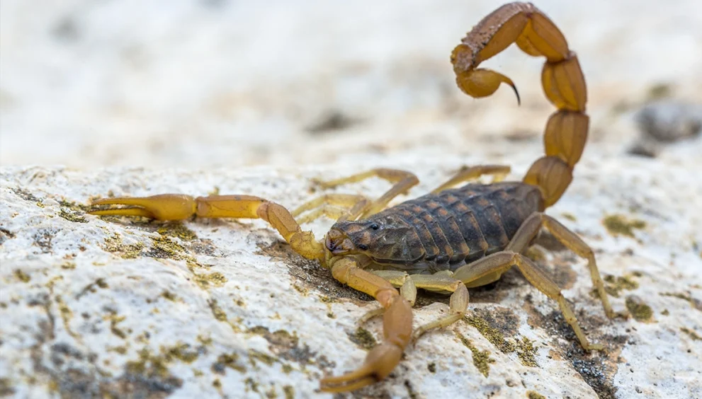 Common Yellow Scorpion