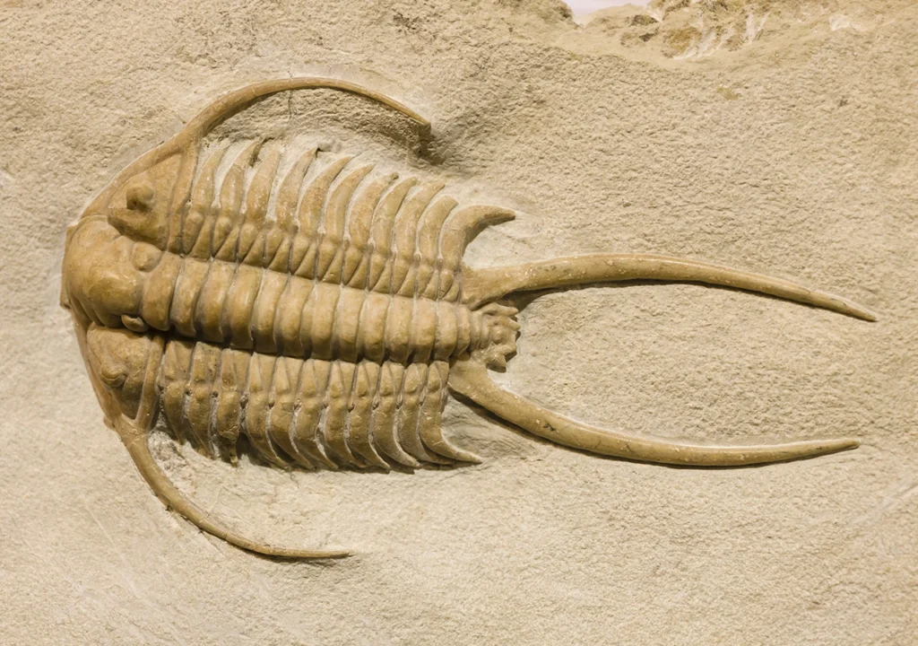 trilobite fossil